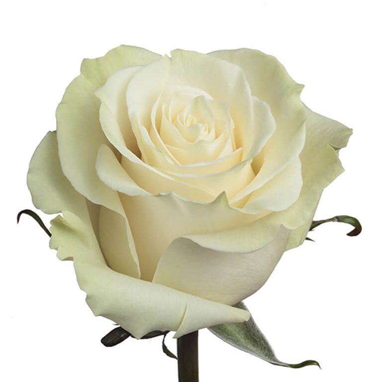 Роза белая крупный бутон 60-70 см, 1 шт.